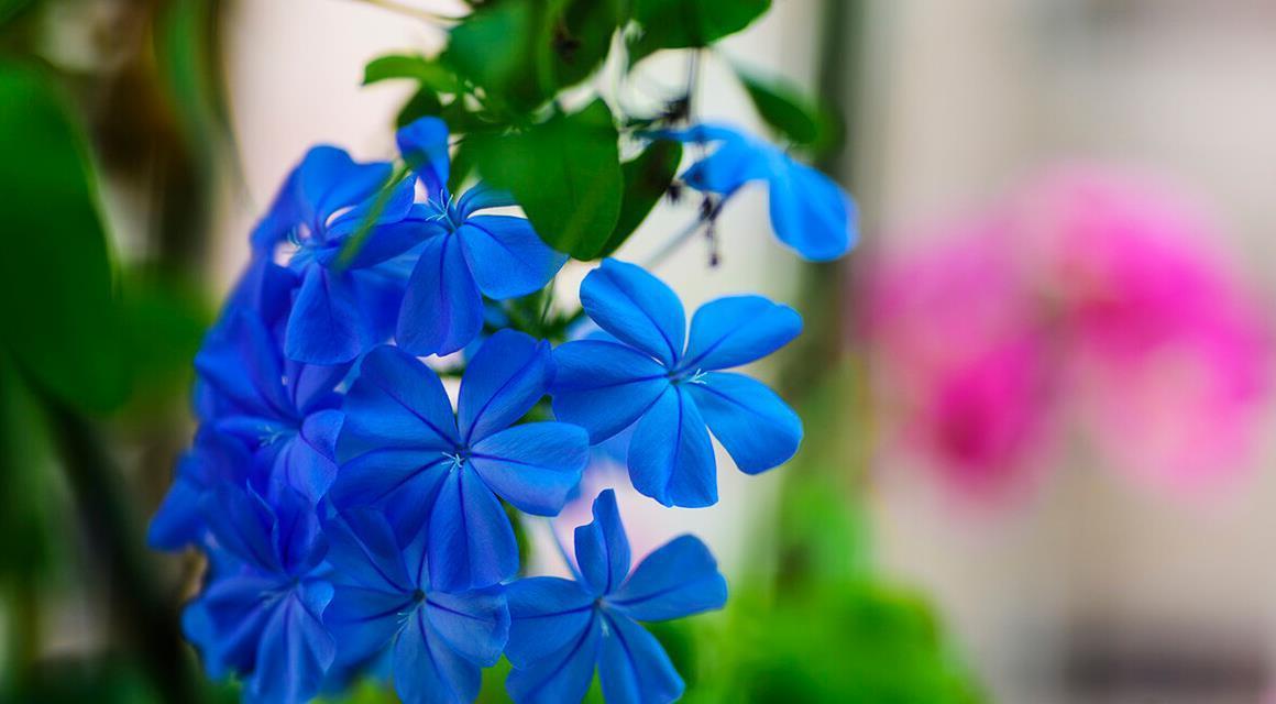 建议大家：逛花市碰到5种花，别犹豫，虽然便宜但巨好养