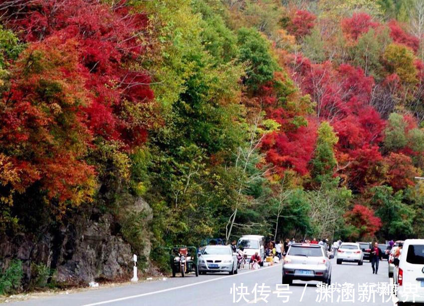 九角枫|香山红叶虽美，但更多的人会去这里，因为它才是中国枫叶之都