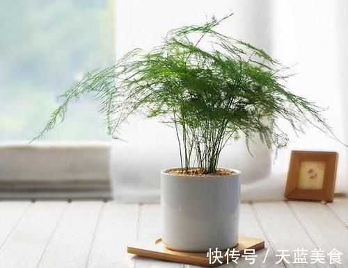 龟背竹|人养花，花也养人，这5种花，越养家里越干净，聪明人都喜欢