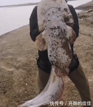 江西男子钓起“巨型鲶鱼”,网友调侃“鱼头比你的头还大”