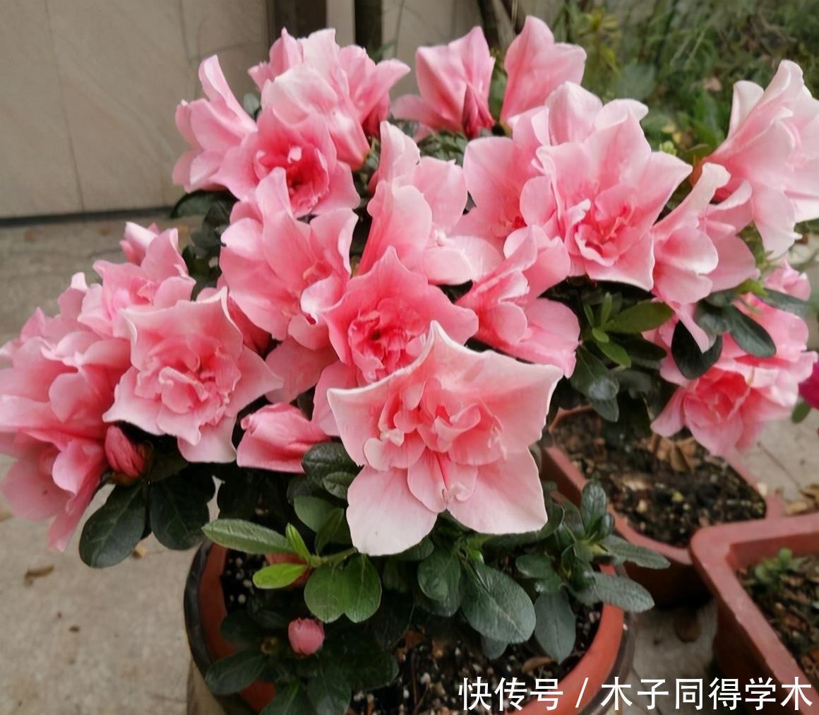 养花|这3种“漂亮花”,只能浇水,不能喷水,喷一喷都是短命鬼