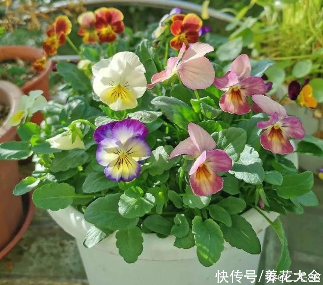 冬天好养的花，皮实不娇气，颜值高上档次，咋养都开花