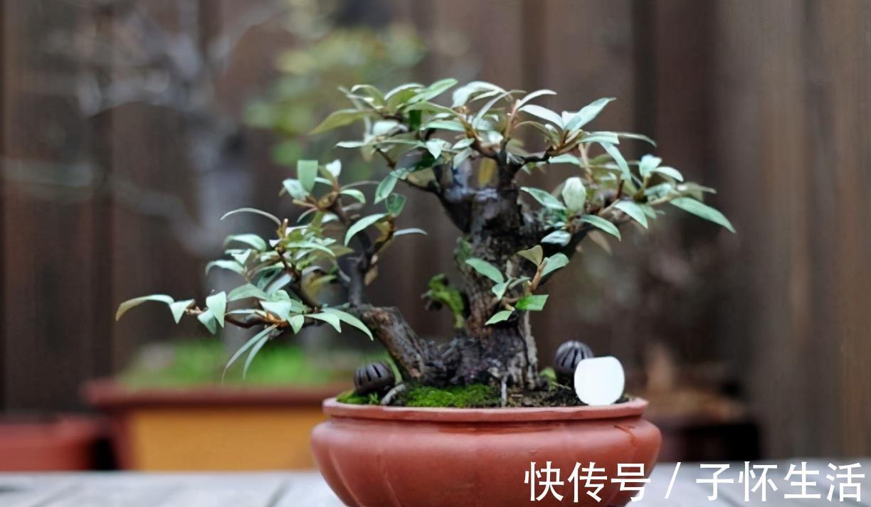 盆栽|挑战用树桩打造盆景,满足这3要求,个个美如画、增值不少