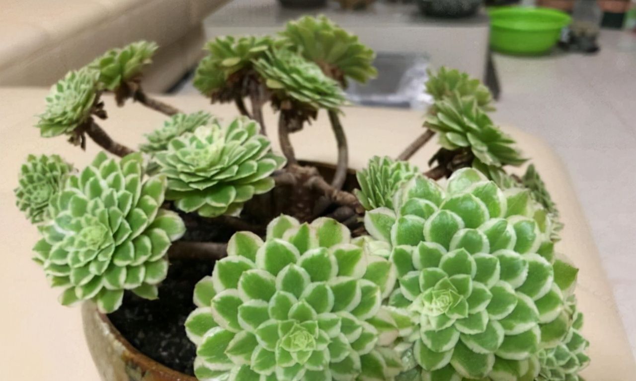 跌落神坛的“三多肉”,恰如仙子临凡尘,现沦为“普货”仍受宠爱