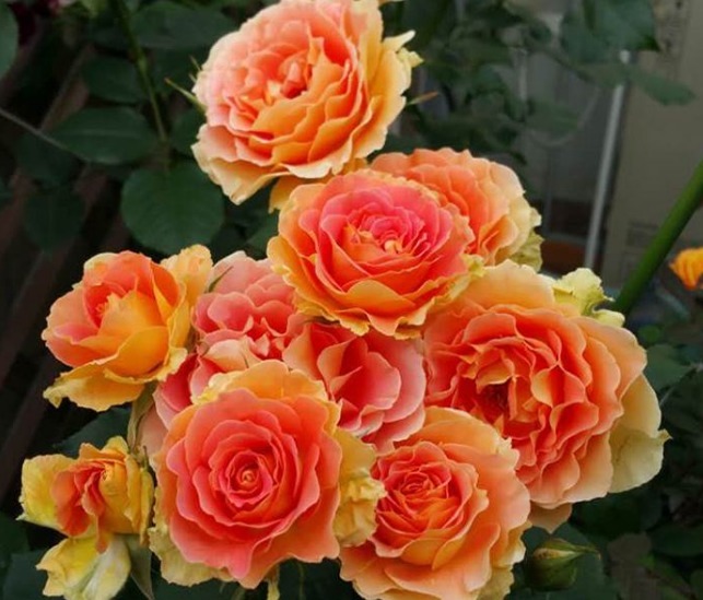 大妈养花，只用3种“生根水”，年年开花都“爆盆”，邻居都羡慕