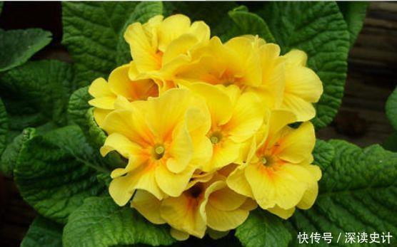 4种花号称开花机器,颜值高又好养,一开就是一年