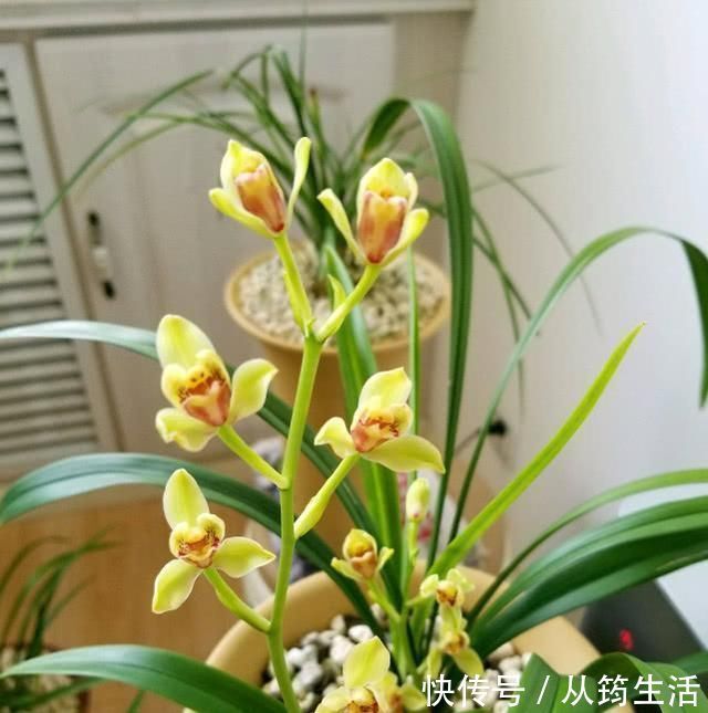 蓝莓|老前辈养兰花，盆里撒把粉，兰花呼呼长，叶子厚绿油亮，不烂根