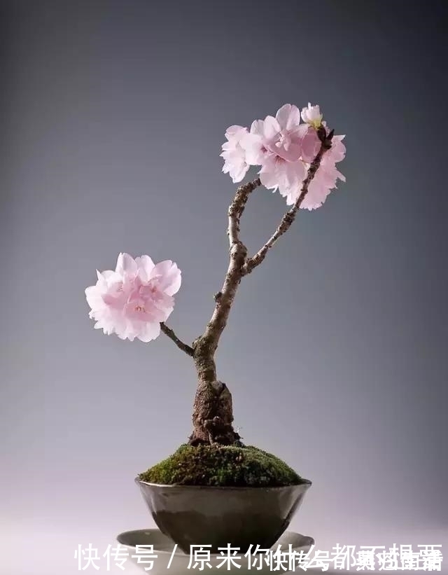 盆景|世界上又一奢侈品《盆栽》一盆就是一座房子!