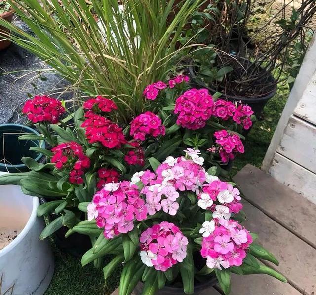 这花真好养,新手也能上手,家里养几盆,花繁色艳,漂亮极了