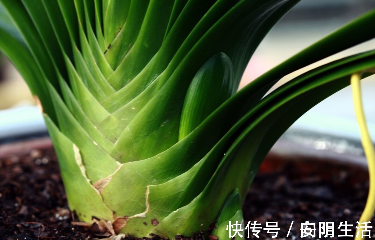 浇水|君子兰害怕五件事，新手经常犯，难怪越养越糟糕