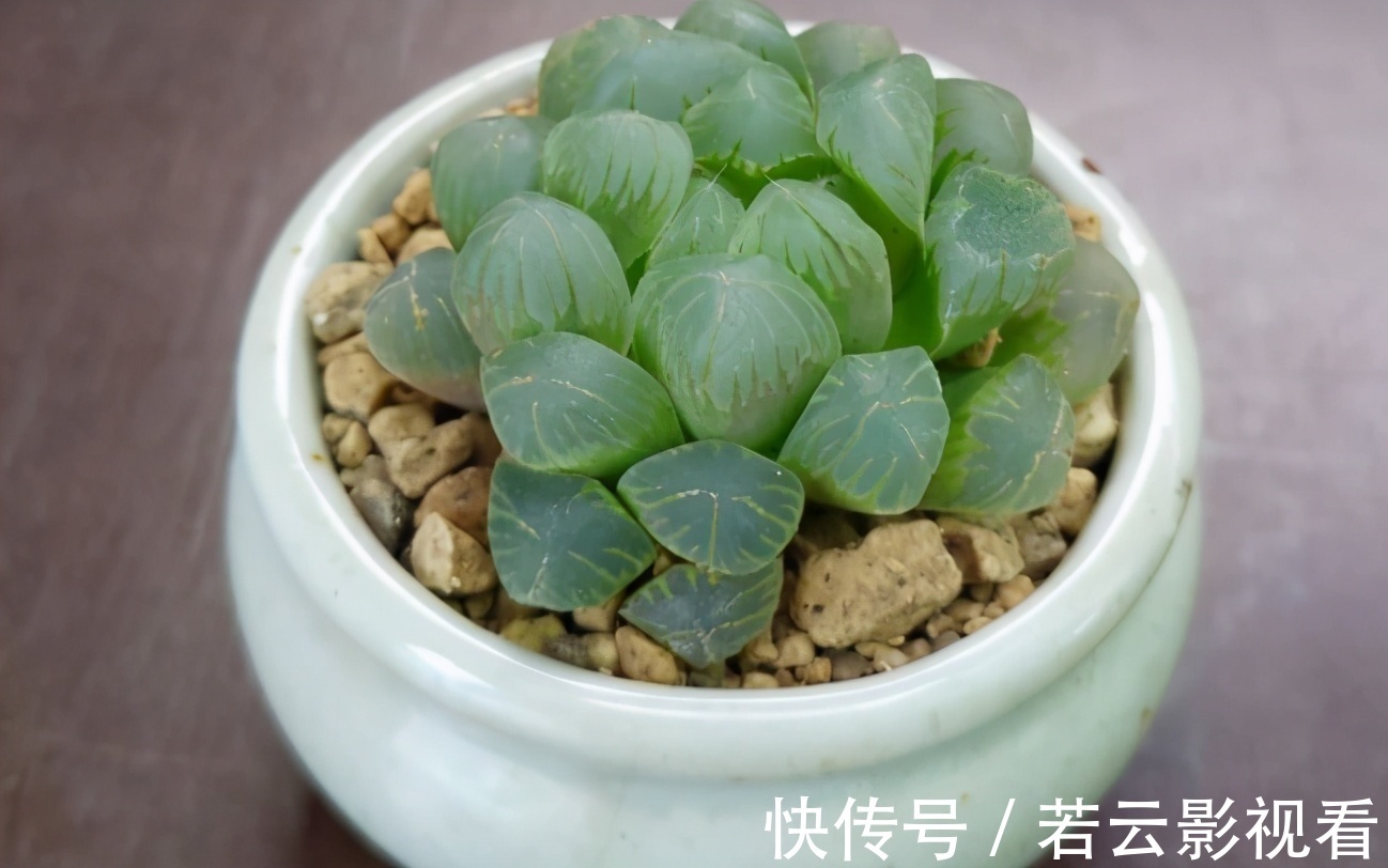 晶莹剔透|漂亮的多肉玉露是怎么养出来的？春天把握住这几点，叶片晶莹剔透