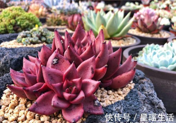 叶子|多肉植物为什么会变色?科学家的养肉秘籍,4招教你给多肉上色