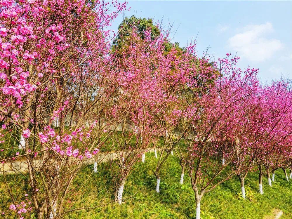 江城满屏花海！静待文明的你