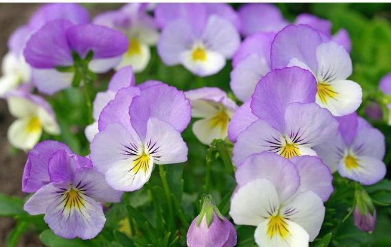 绣球花|4种花是花中劳模，一年四季开花不断，不易生病好养护