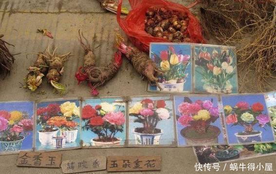 植物|这5种花以后不要买了,很多人被坑了还不知道!