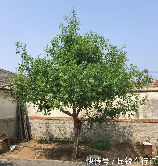 院子里有空地就种这“三种树”,没地挤挤也要种,寓意深远还旺家