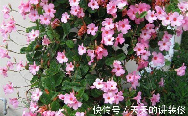 茉莉花|农历8月2日过后,家养4种“小花”,花开漫天,花香沁人心脾