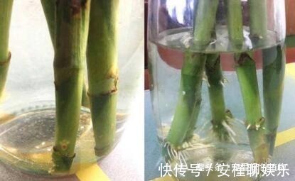 花友|养富贵竹,水里加“2药片”,7天生根,1月不管长满瓶!