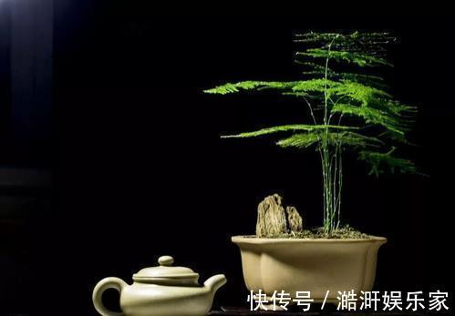 文竹|文竹黄叶不要慌，这“3种”物品，兑水浇盆里，黄叶全不见！