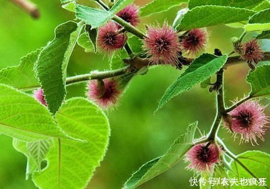 院子|若院子里长这5种草，不管多好看，看到了就铲除，留下是“祸害”