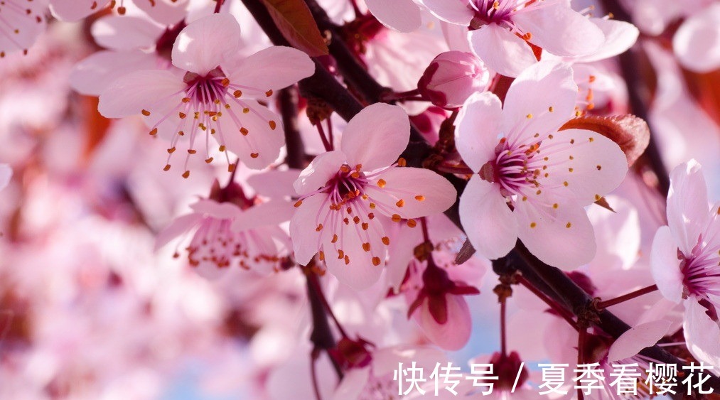 少女|此花所代表的是爱和希望,是代表了高雅的花,就像是少女一样