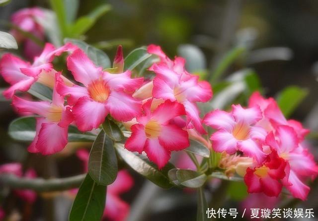 花期|家有庭院就养5种花,夏天开正旺,花期长花朵多,一盆开出200朵花