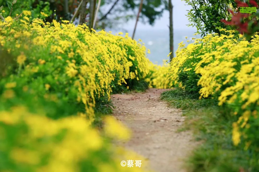 蜜饯|云南恢复跨省游！这个本地人私藏的后花园，默默无闻真的低估了