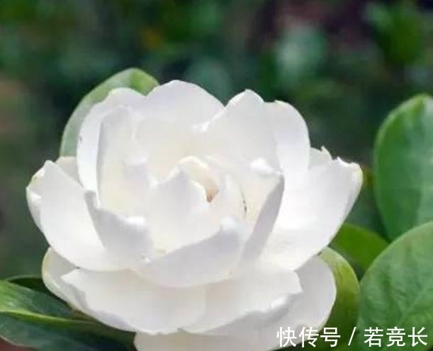 “4种花”很适合阳台养,妖艳妖娆,层层交叠,烂漫迷人眼