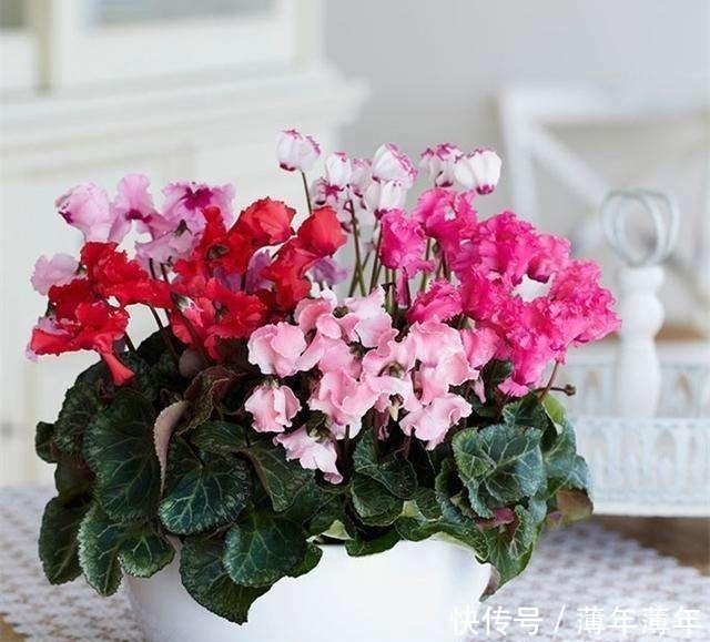 球茎|养仙客来，掌握3点，花朵开不败，一年一轮回！