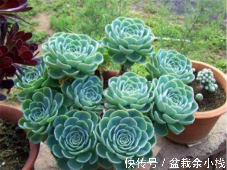 玉露|多肉中的6位“玉美人”,风姿绰约,晶莹剔透,养出状态太美了