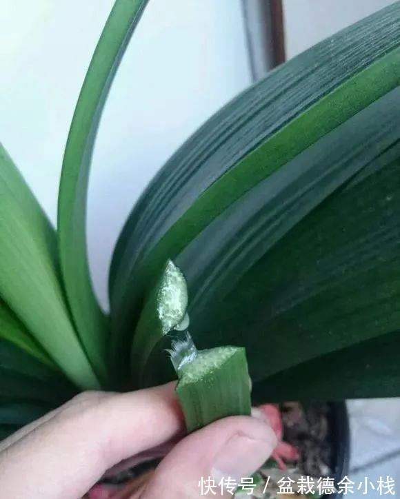 根系|君子兰花后也要做月子,不然可能再也开不了花