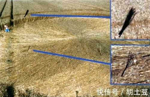 麦田怪圈到底啥来头 科学家 24小时不间断监测 拍下神秘一幕 全网搜
