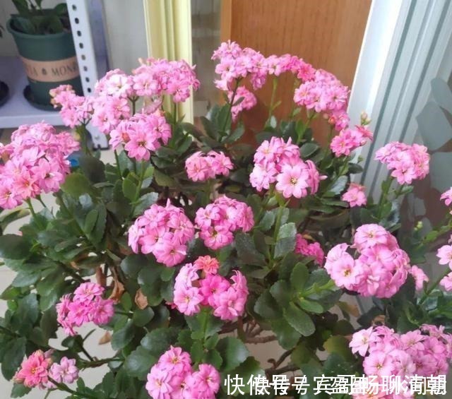 玉树|花盆越浅,开花越多,不信你试试!花盆越浅,开花越多,不信你试试!