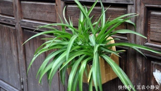有害气体|植物绿萝真的能除甲醛吗? 别傻了, 这样做才是最有效的!