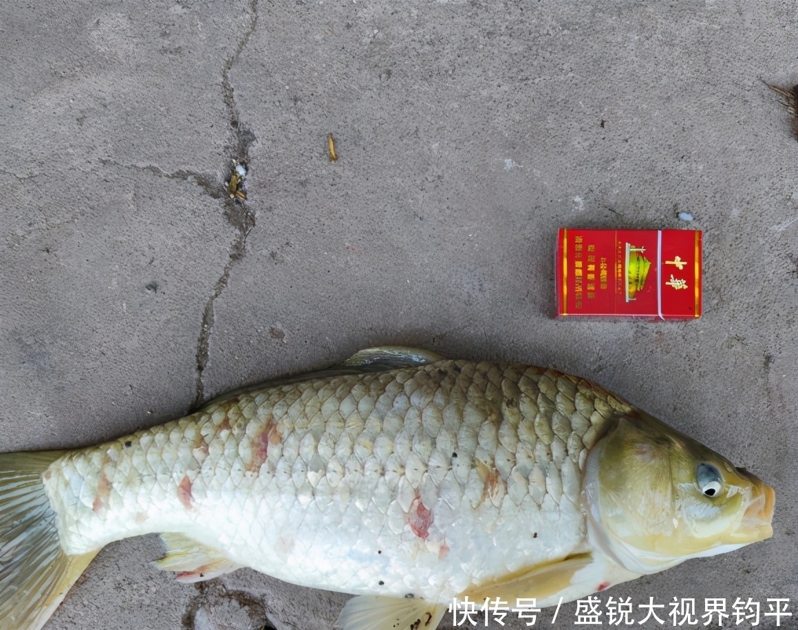 四川钓鱼人钓起“水库鲫鱼王”，重5斤，网友：并不好吃