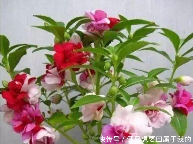 春天养此款花卉，好养易打理，花色柔美，花朵烂漫迷人，美爆了