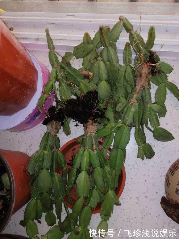 养花技巧:6种花须用小盆“挤着养”,控水好、长得旺!