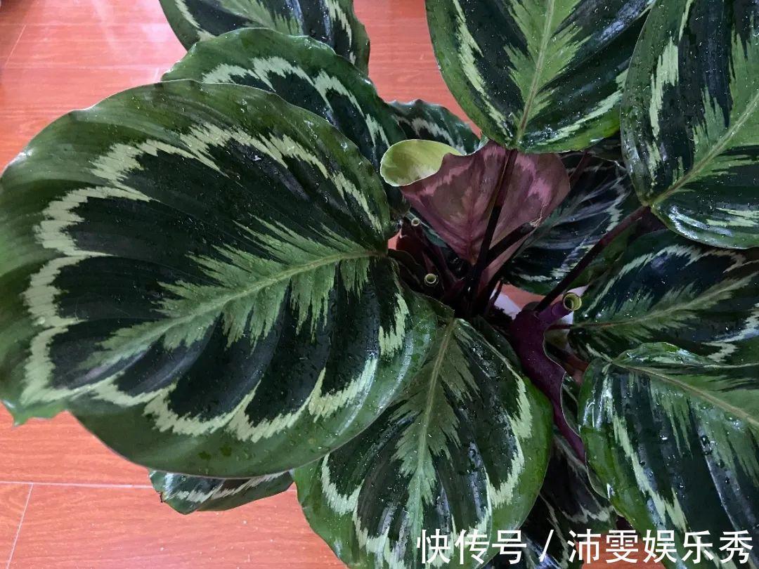 洋桔梗|6种花一天不浇水,叶子就耷拉,缺水3天就死翘!