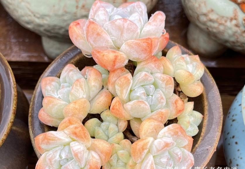 菲欧娜|不爱长杆子的多肉？试试这10个品种，我养好多年了它们还是没长高