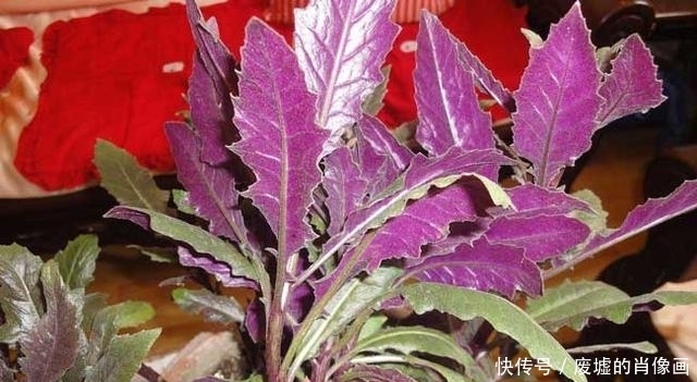 血气|农村这几种优质野菜，补血消炎，治疗经痛血气亏，不知道太可惜了