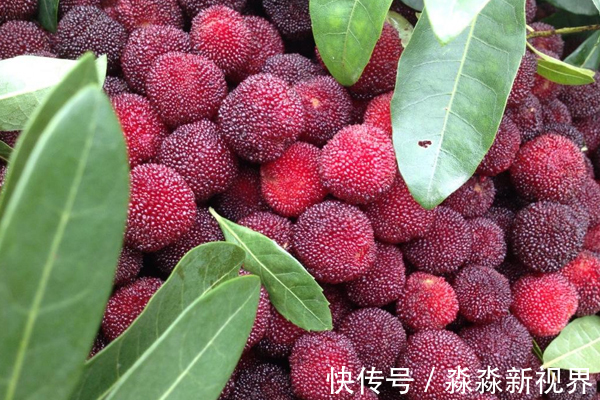 杨梅|女性多吃此物,可以延缓衰老、改善肠道,胃口一天比一天好