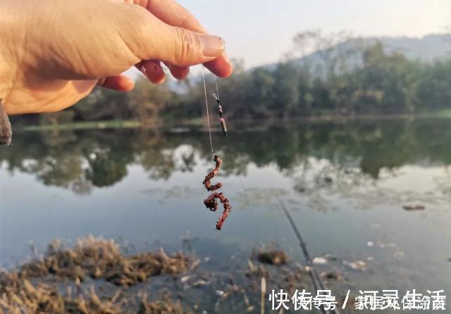 饵料|冬钓鲫鱼用多粗的线:0.8子线和0.4子线有何区别?