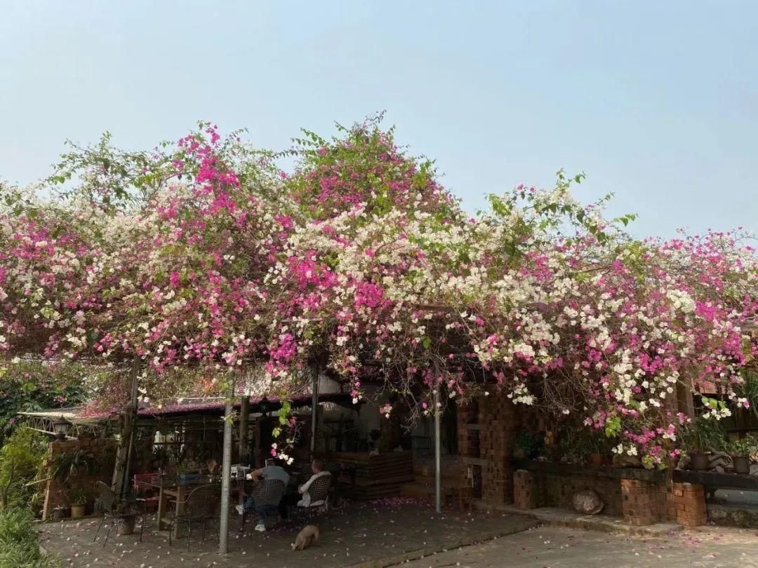 南宁的这棵三角梅成了“网红”，开出三种颜色的花