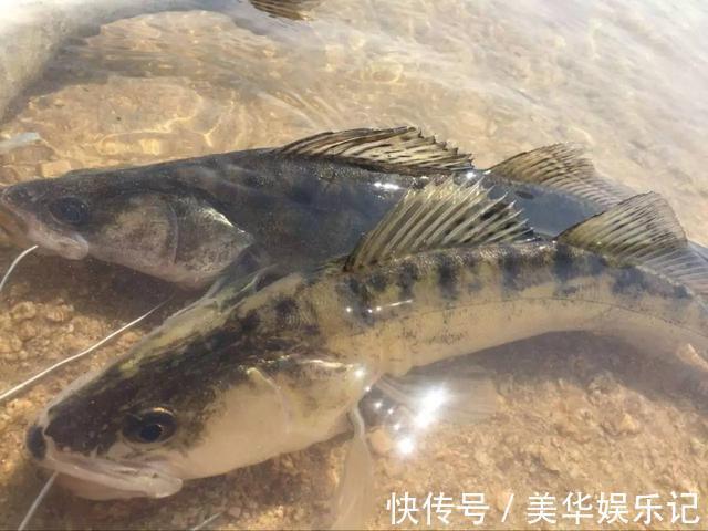 临沂|凶猛梭鲈鱼入侵山东多地,临沂钓鱼人:钓了几条,以为是鳜鱼
