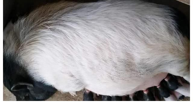 香猪|香猪猪瘟的病因剖检变化及诊断