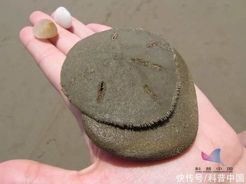 四不像|数千只＂沙币＂被冲上海滩死亡！沙币究竟是个什么动物？科普一下