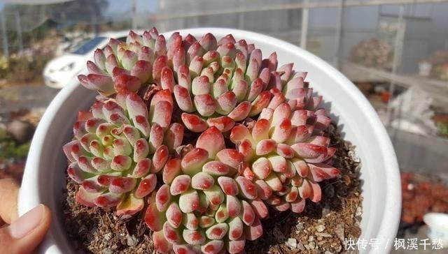 群生|容易群生的3种“多肉”，侧芽多繁殖快，颜色美，一年长到一大盆！