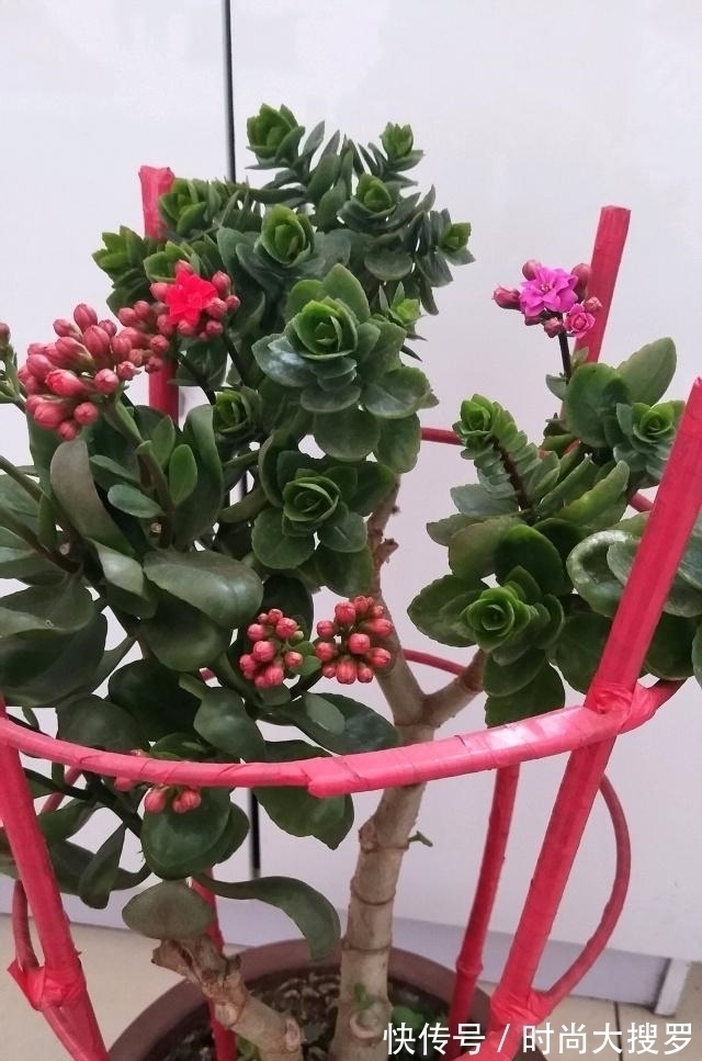 养长寿花，用这法，1年就能成老桩，开满五色花，独特又吉祥