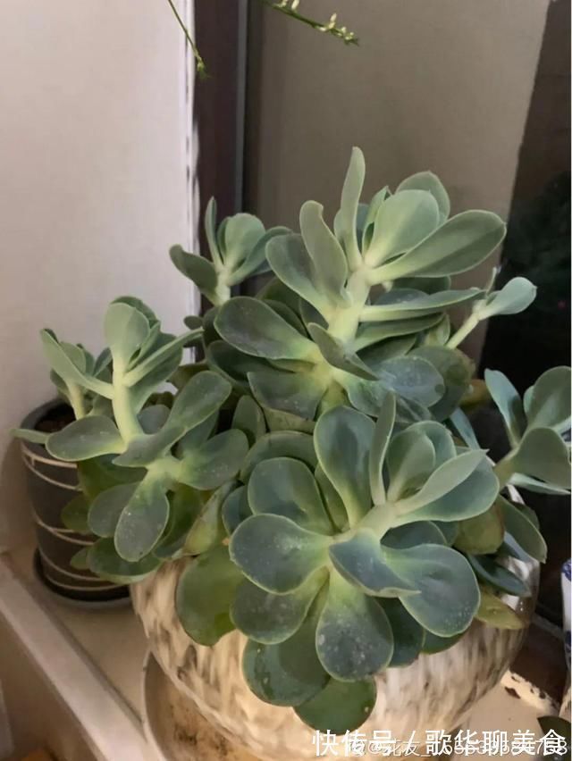 夏天养花,这个地方千万别摆,否则3天死翘翘