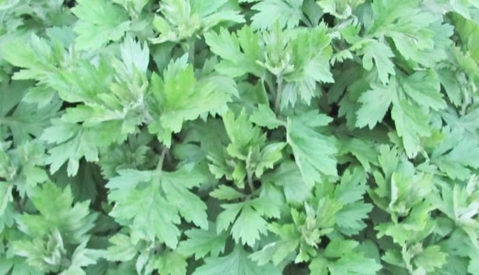 农村常见的一种野草,专门为“腰间盘突出”而生,早知早受益